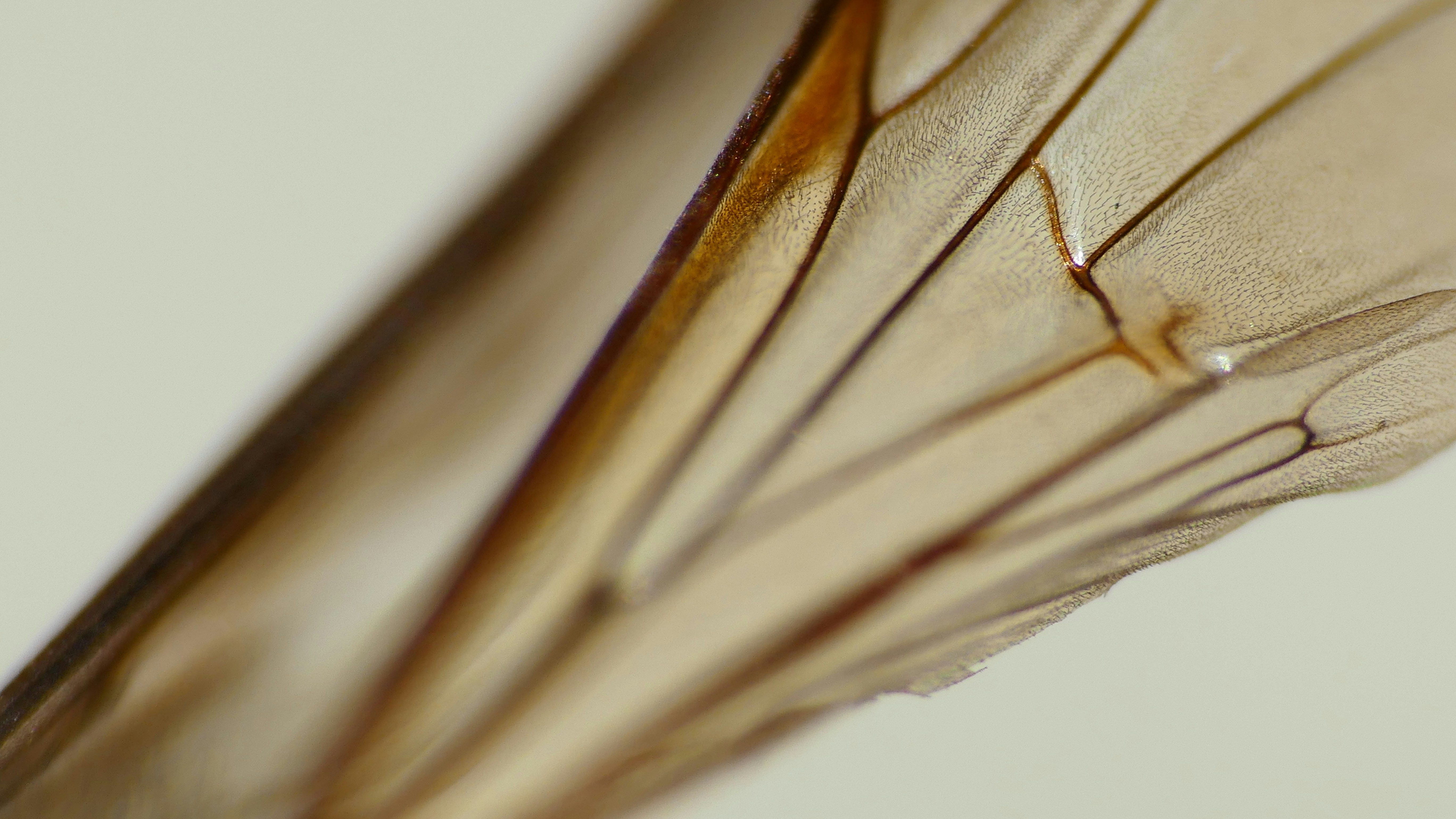 Macro wing detail